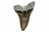 Snaggletooth Shark (Hemipristis) Tooth - South Carolina #211602-1